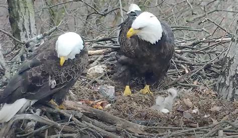 hays bald eagles